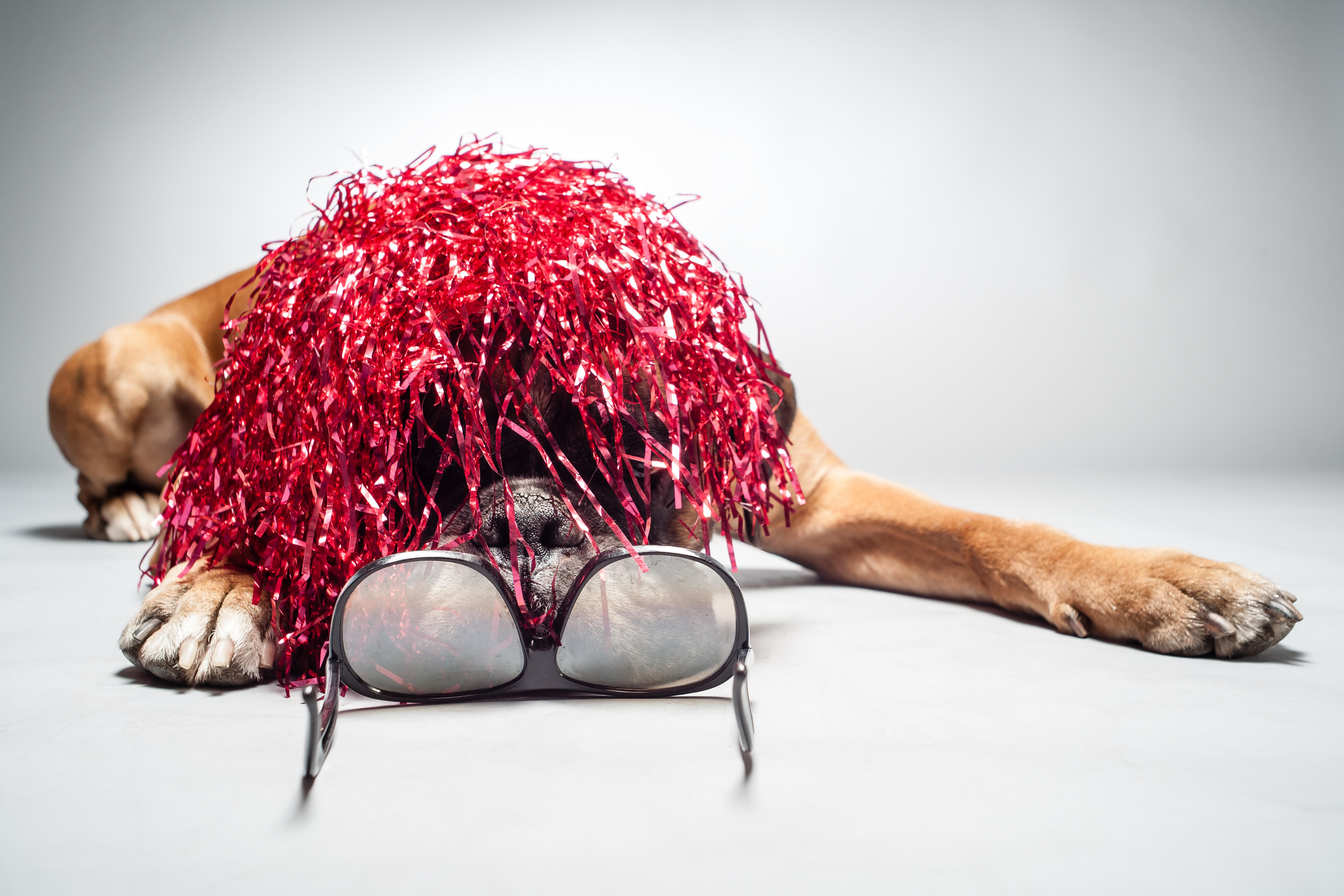 GoodDog New Year Party